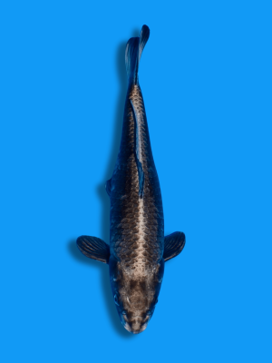 Hikari Kawari | Koi&Co.